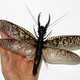 Image for article titled Terrifyingly Large Insect Found in China